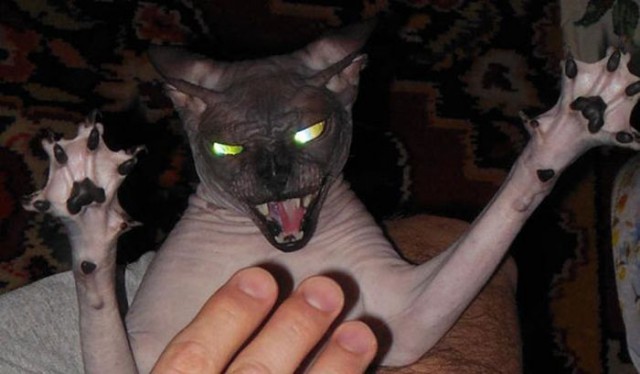 Коты и Кошки