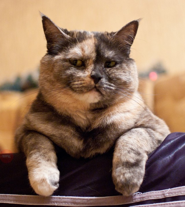 Коты и Кошки