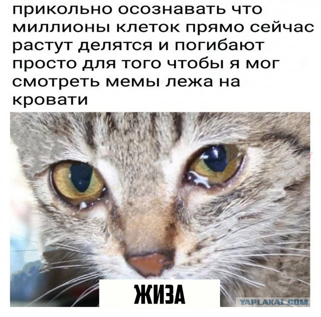 неВеселые картинки