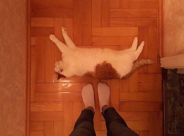 Коты и Кошки