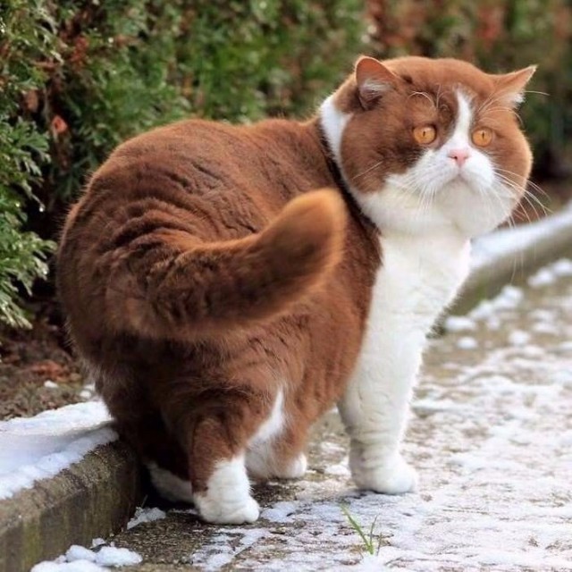 Коты и Кошки