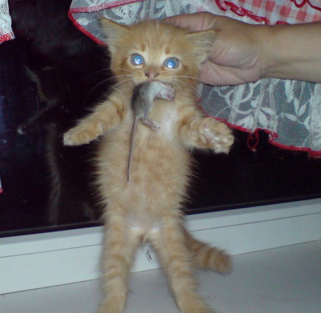 Коты и Кошки