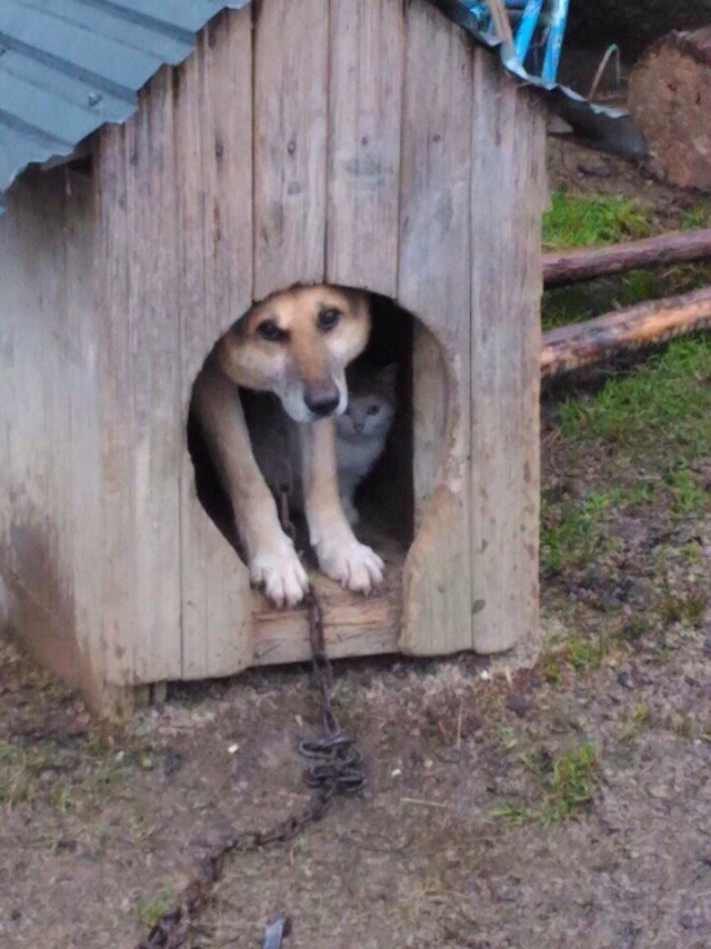 Живность из сети