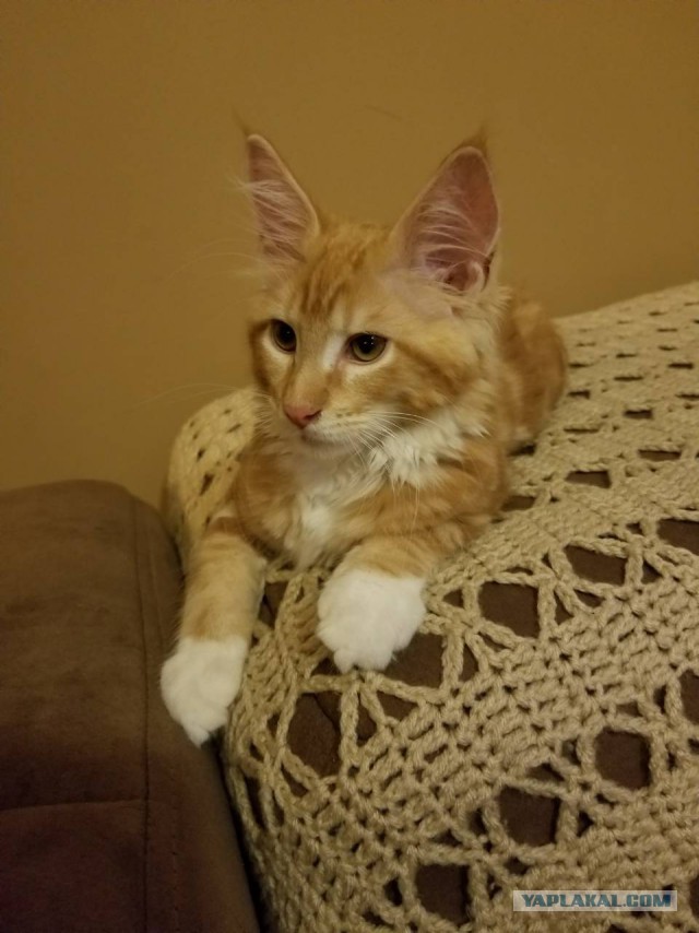 Котовторник