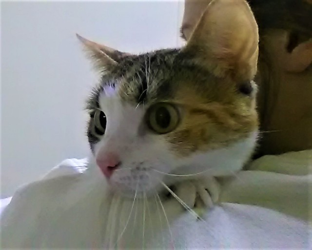 Котовторник