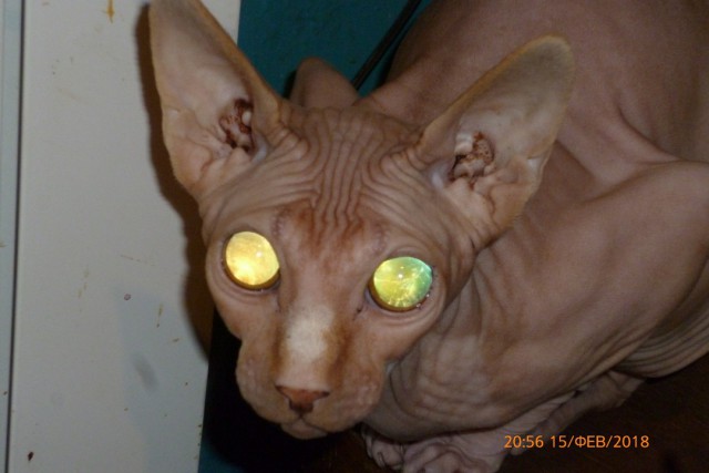 Котовторник 13.03.2018