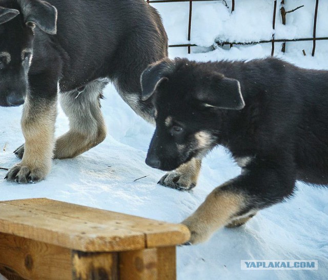 Щенки ВЕО (РКФ)