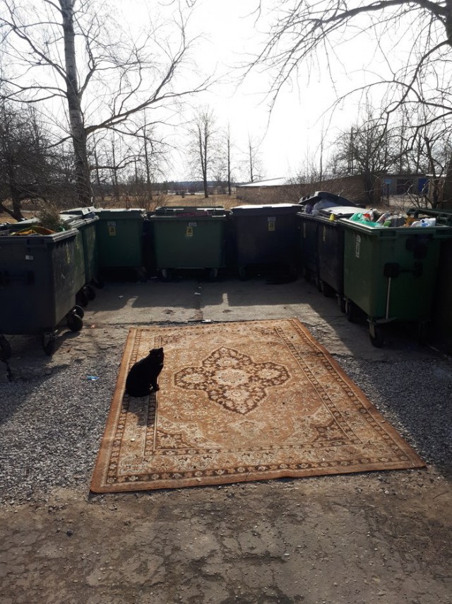 Прикольных котов пост