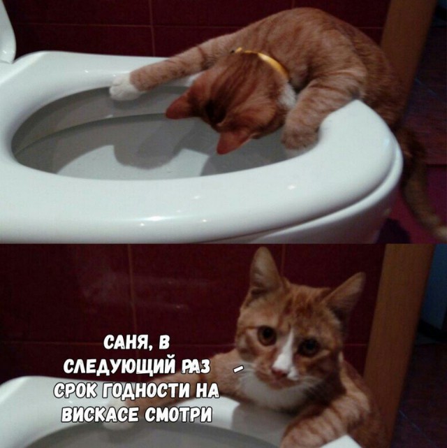 Фотобомбы котов