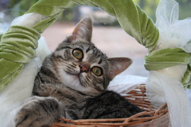 Кот без прикрас