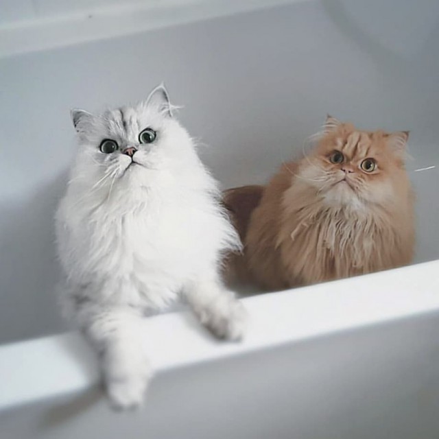 Прикольных котов пост