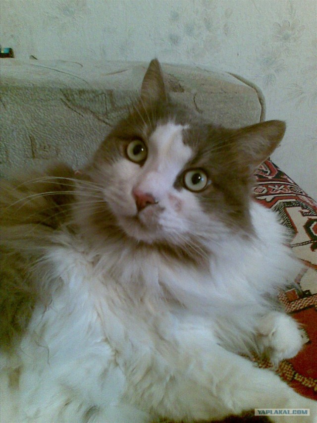 Котовторник на 29 июня