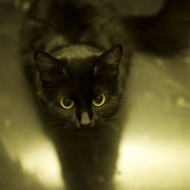 Котовторник, для любителей кошек