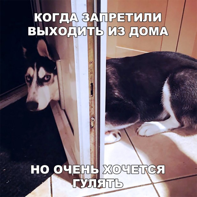 Прикольные картинки абавсём