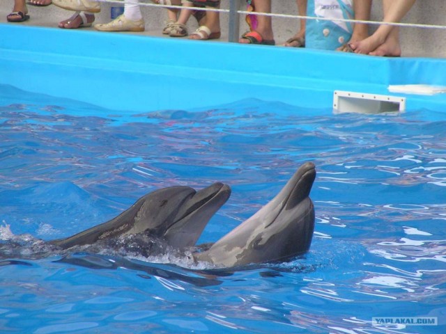 Встреча с дельфинами
