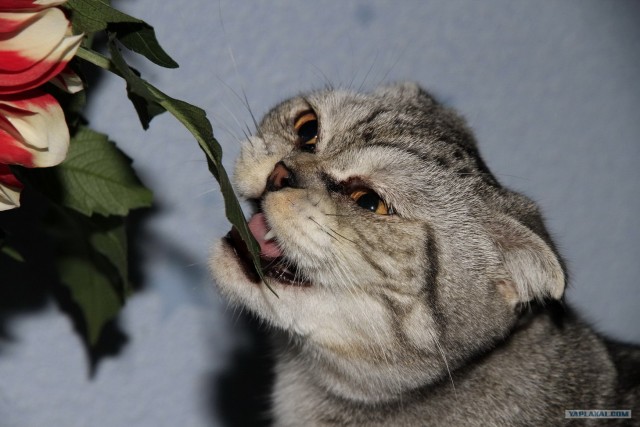 Первый котовторник октября