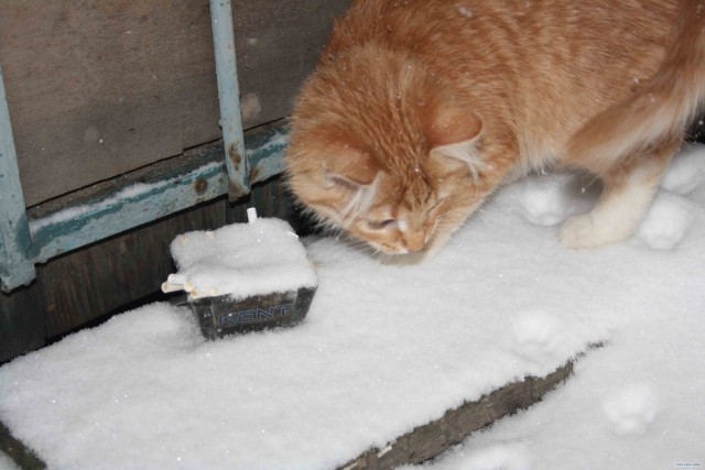 Котовторник! 08.11.11