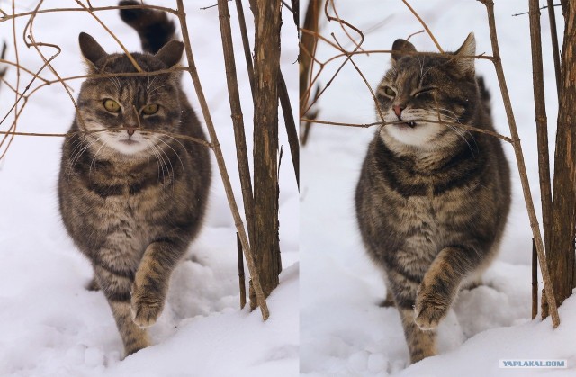 Котовторник (10.01.2012)
