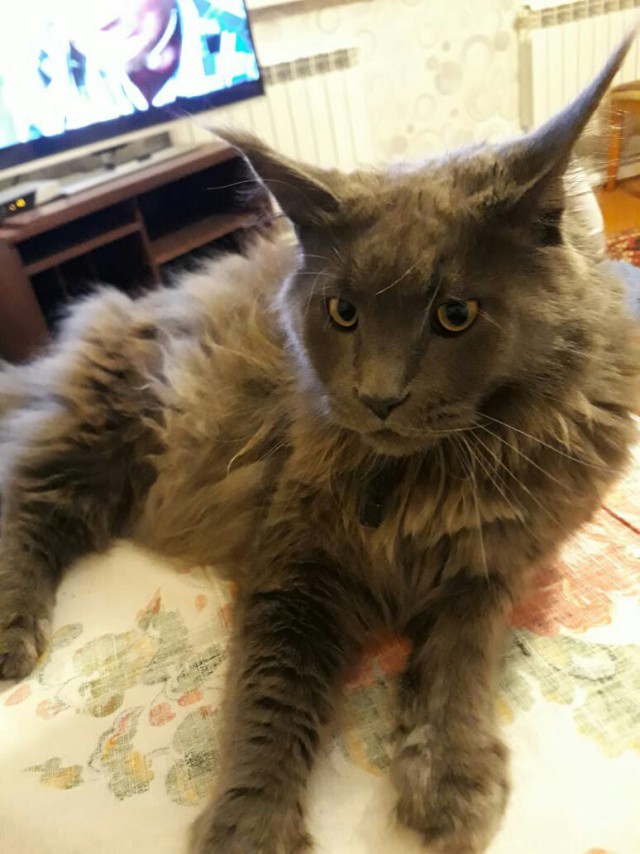 Немного милоты