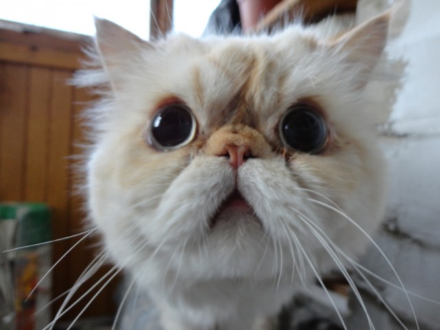 Котовторник (24. 01. 2012 )