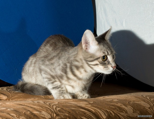 Котовторник (14.02.2012)