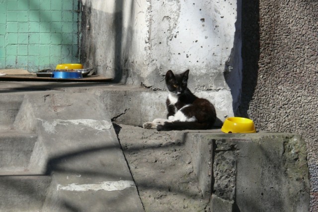 Котовторник 1 мая 2012