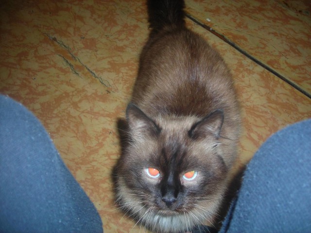Котовторник 24.07.2012