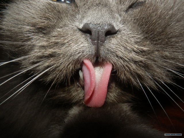 Котовторник 07.08.2012