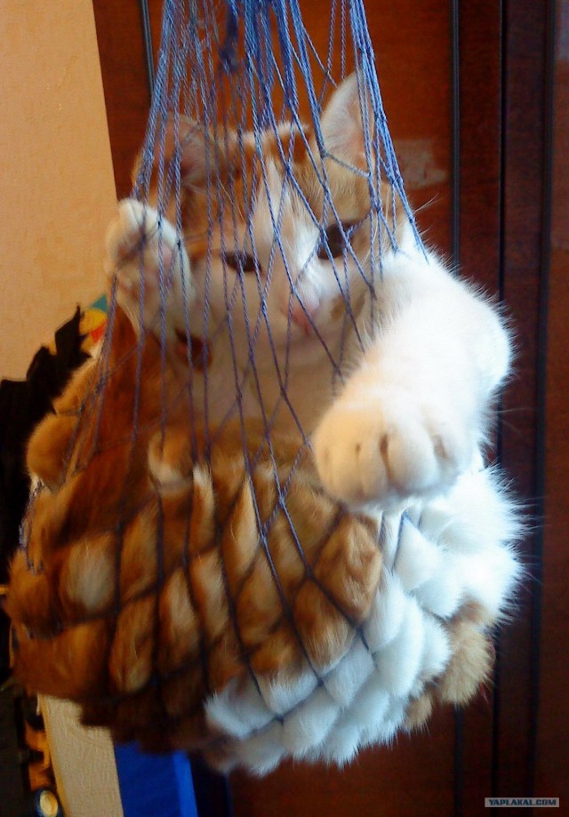 Котовторник  16.10.12