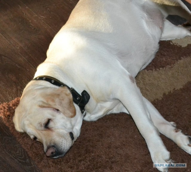 Собакочетверг 10.01.2013