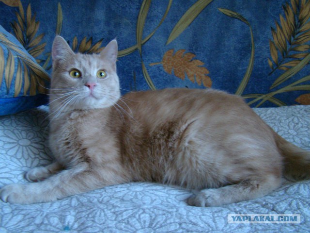 Котовторник 19.02.2019