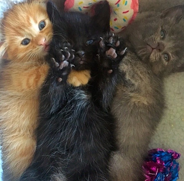 Прикольных котов пост
