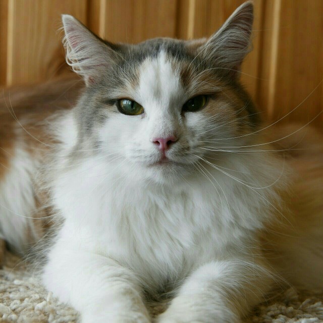 Забавные фото котеек