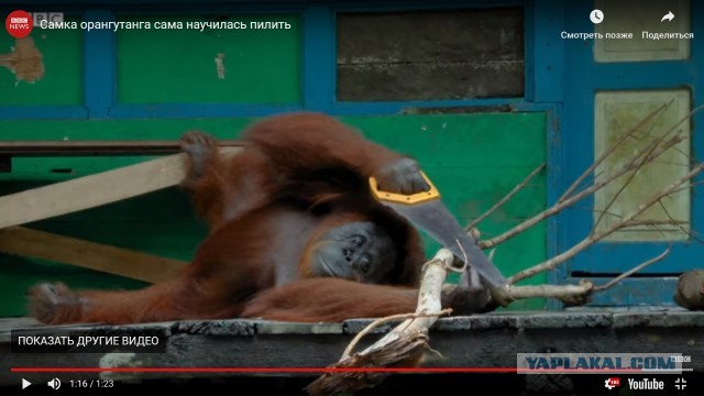Шимпанзе: Восхождение нового разумного вида больше нельзя отрицать