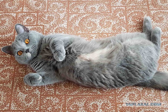 Котовторник от генерала мяу