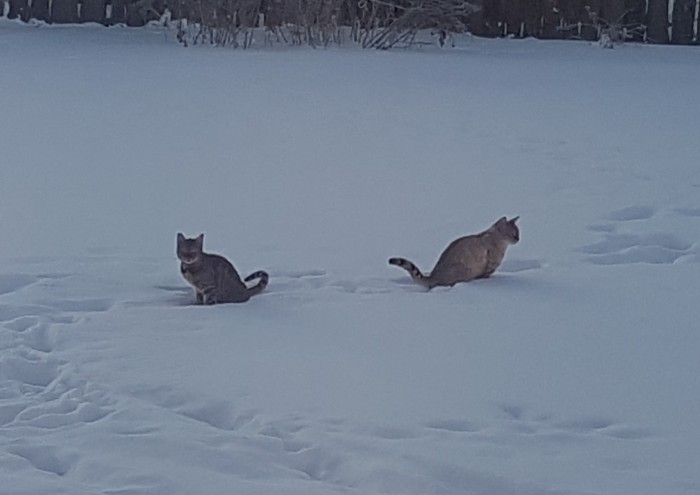 ЯП в кошках
