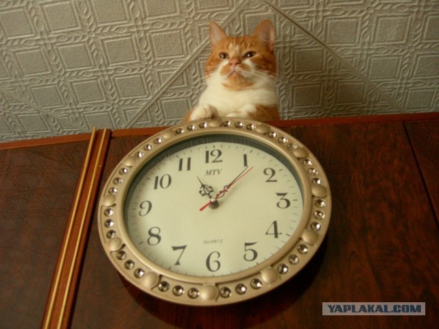 ЯП в кошках
