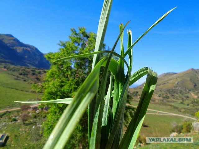Лапша лугового флота свободного выгула