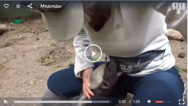 Медоеды, блин, опасные!
