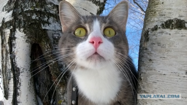 Моё кусь-фу сильнее твоего