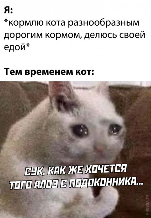 Картинки и мемы для настроения 004