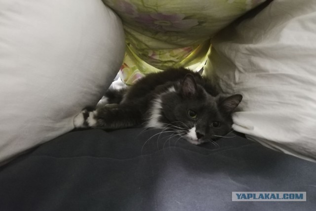 Моя красотка