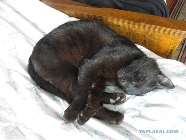 Моя красотка