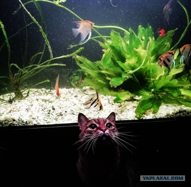 Котовторнику быть!