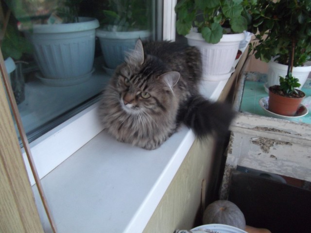 Котовторник же!