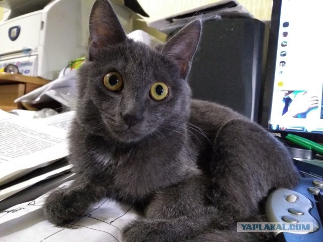 Даешь котовторник!