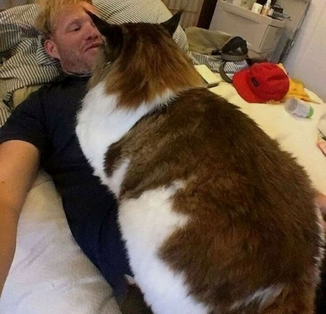 С котовторником!