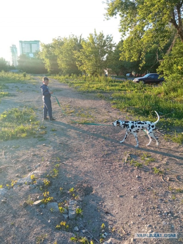 ЯПовские сцобакены