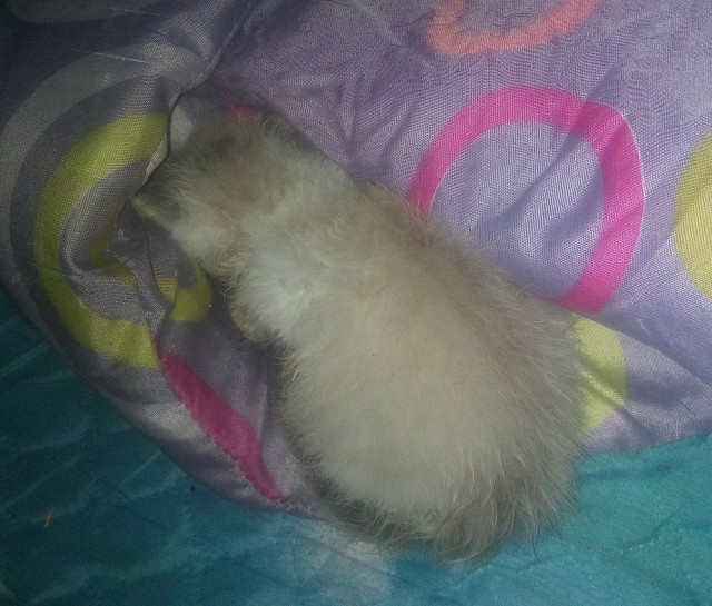 Какое имя дать коту?
