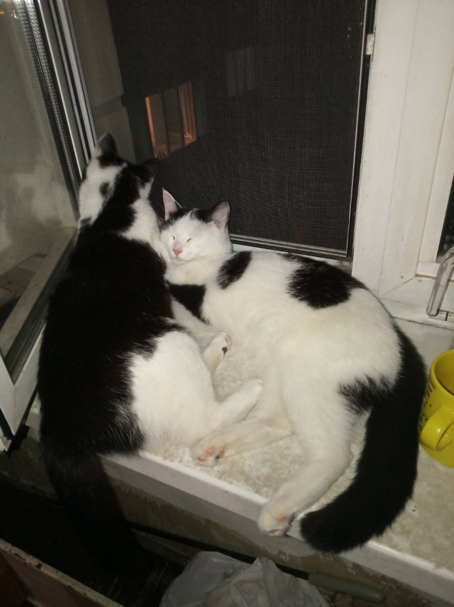 Хоба! Котовторник!